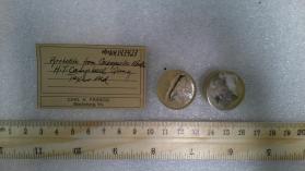 Pyrrhotite