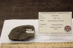 Marly Bituminous Limestone
