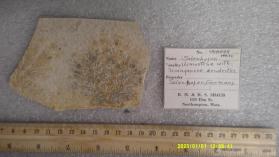 Limestone with manganese dendrites