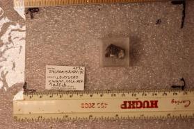 Shcherbakovite
