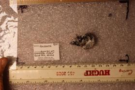 Polyphite