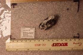 Perlialite