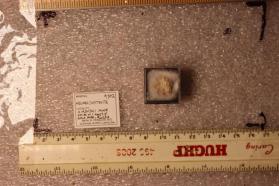 Nechelyustovite