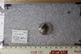 Kotulskite