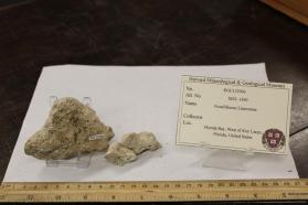 Limestone, Fossiliferous Microgranular