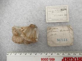 Stilbite
