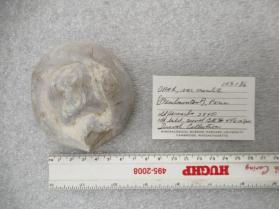 Opal (var. menilite)
