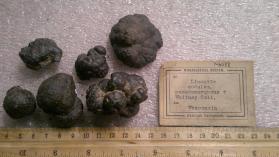 Limonite modules
