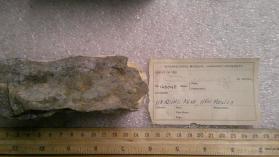 Muscovite
