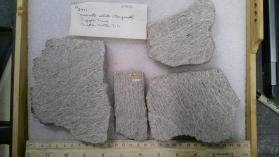 Muscovite