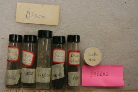 Disco Grain Specimens