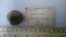 calcereous cone