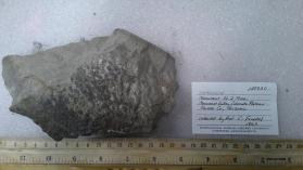 vanadium mineral