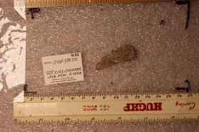 Denisovite