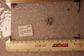 Manaksite