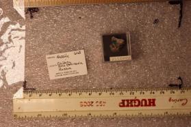 Kassite