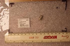 Mogovidite