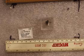 Silver with Dyscrasite