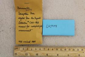 Bournonite