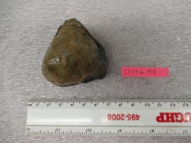 fossil