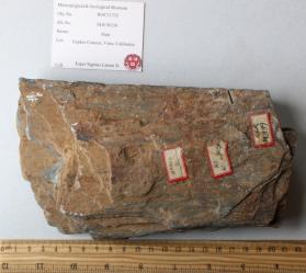Oriented Shale