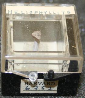 Heliophyllite