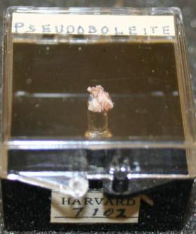 Pseudoboleite