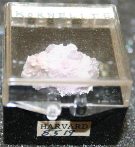Kornelite