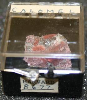 Calomel
