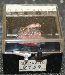 BUSTAMITE