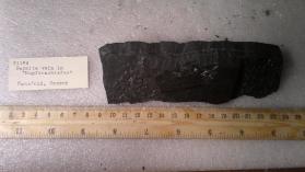 Bornite