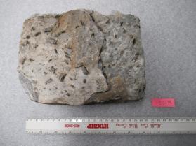 Biotite