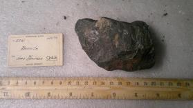 Bornite with Chalcopyrite