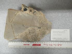 ORTHOCLASE
