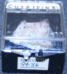 Cuspidine