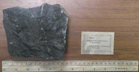 Unaltered Grenville limestone