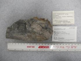 cymatolite