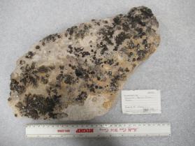 Buergerite