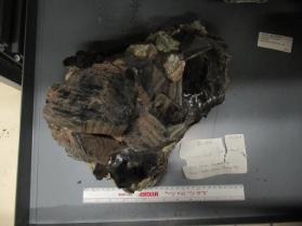 Biotite