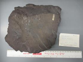 Chalcocite