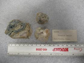 rosette balls
