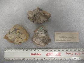 Wardite