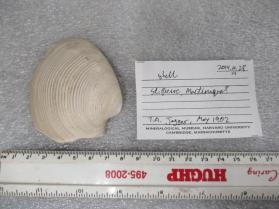 White Shell