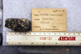 Fluorapatite var. Coprolite