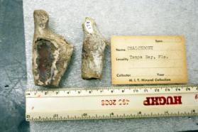Chalcedony var. Agatized Coral