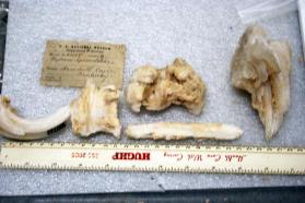 Gypsum incrustations