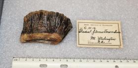 Tourmaline, radial fibrous crystals