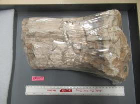 Chrysotile