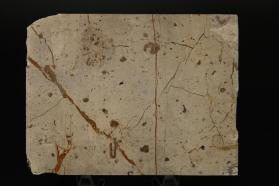 White Bird's Eye Marble